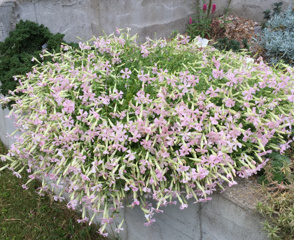 Silene schafta 'Ralph Haywood'